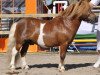 stallion Warezz from Broken Colours (Shetland Pony,  , from Leopold van Lienden)