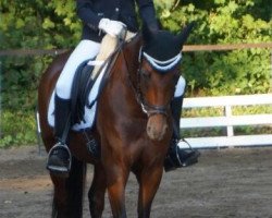 dressage horse Paul von Contus (German Riding Pony, 2007, from Contus)