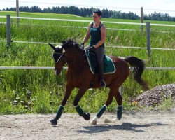 dressage horse Bandolino 5 (Shagya Arabian, 2009, from Saklavi I-Cz)