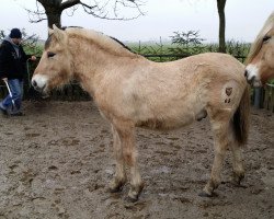 horse Gironimo vom goldenen Adler (Fjord Horse, 2014, from Gandalf)