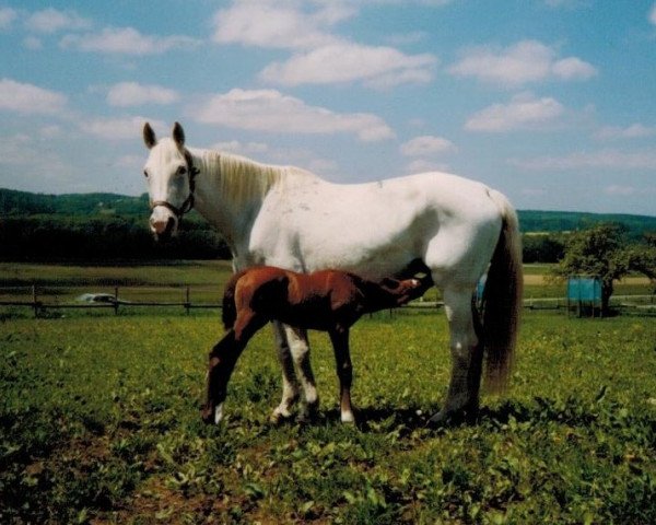 Zuchtstute Koralle IX (Trakehner, 1979, von Erzsand)