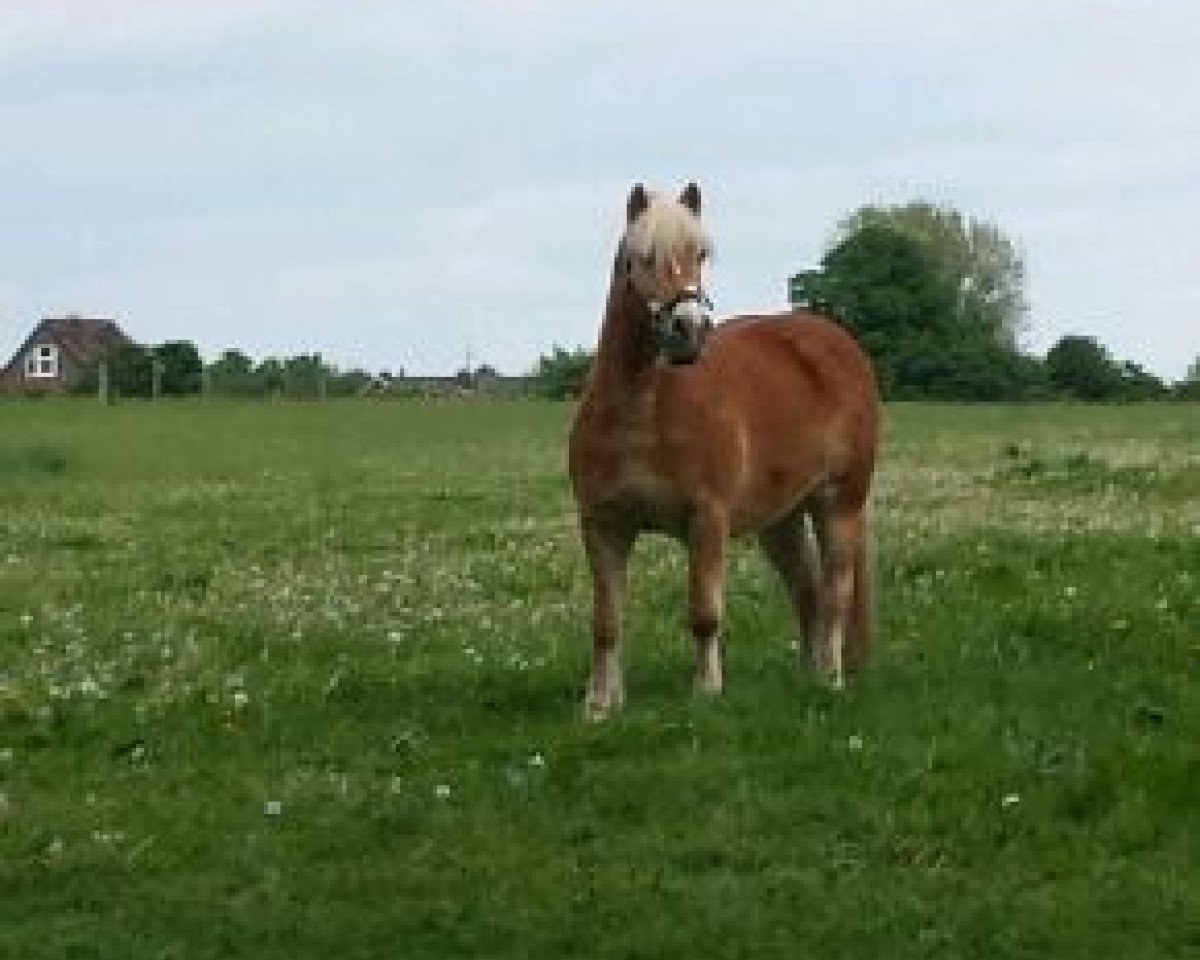 Pferd Shogun (Haflinger, 1995, von Strato)