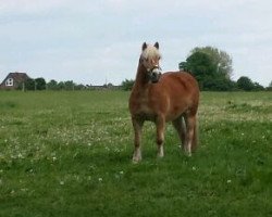 Pferd Shogun (Haflinger, 1995, von Strato)