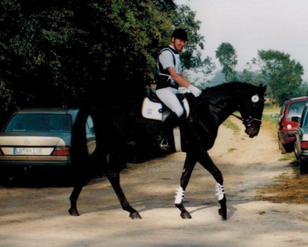 horse Karacho (Trakehner, 1996, from Sixtus)