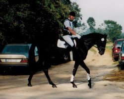 dressage horse Karacho (Trakehner, 1996, from Sixtus)