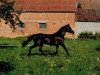 broodmare Kathleen (Trakehner, 1980, from Carajan)