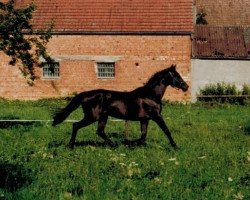 broodmare Kathleen (Trakehner, 1980, from Carajan)