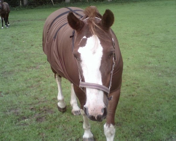 broodmare Lady (German Riding Pony, 1991)