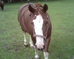 Zuchtstute Lady (Deutsches Reitpony, 1991)