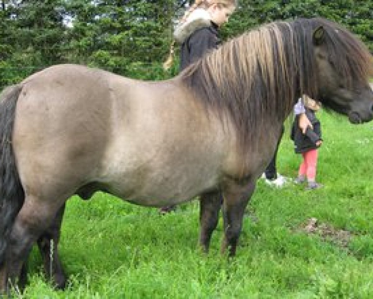 Deckhengst Mosbaekmindes Thor (Shetland Pony, 2004, von Roubaix af Norvang)