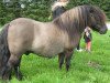 Deckhengst Mosbaekmindes Thor (Shetland Pony, 2004, von Roubaix af Norvang)