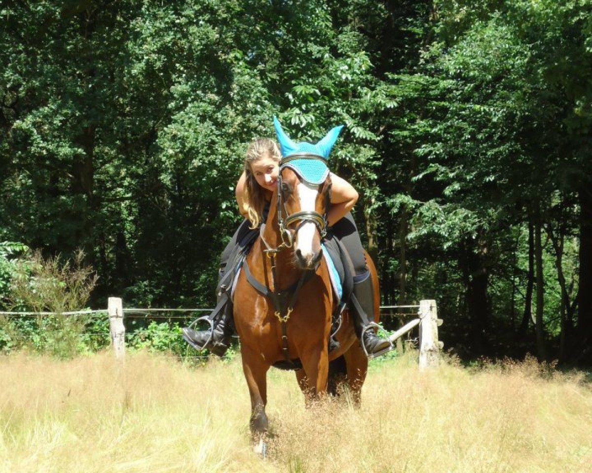 horse Dimix (German Riding Pony, 2004, from Doodoo)