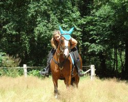 horse Dimix (German Riding Pony, 2004, from Doodoo)