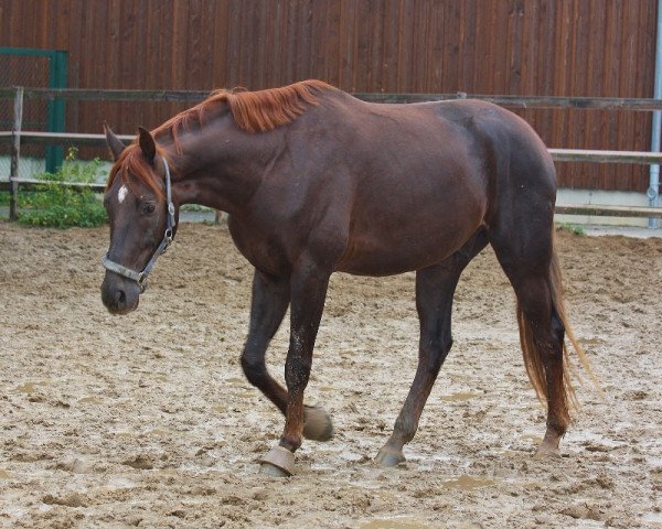 dressage horse Rondo Rubicon (Oldenburg, 2011, from Ron Rubin)