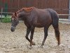 dressage horse Rondo Rubicon (Oldenburg, 2011, from Ron Rubin)