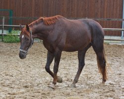 dressage horse Rondo Rubicon (Oldenburger, 2011, from Ron Rubin)