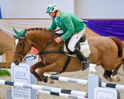 stallion Dominant van 't Heike (Belgian Warmblood, 2003, from Grandeur)