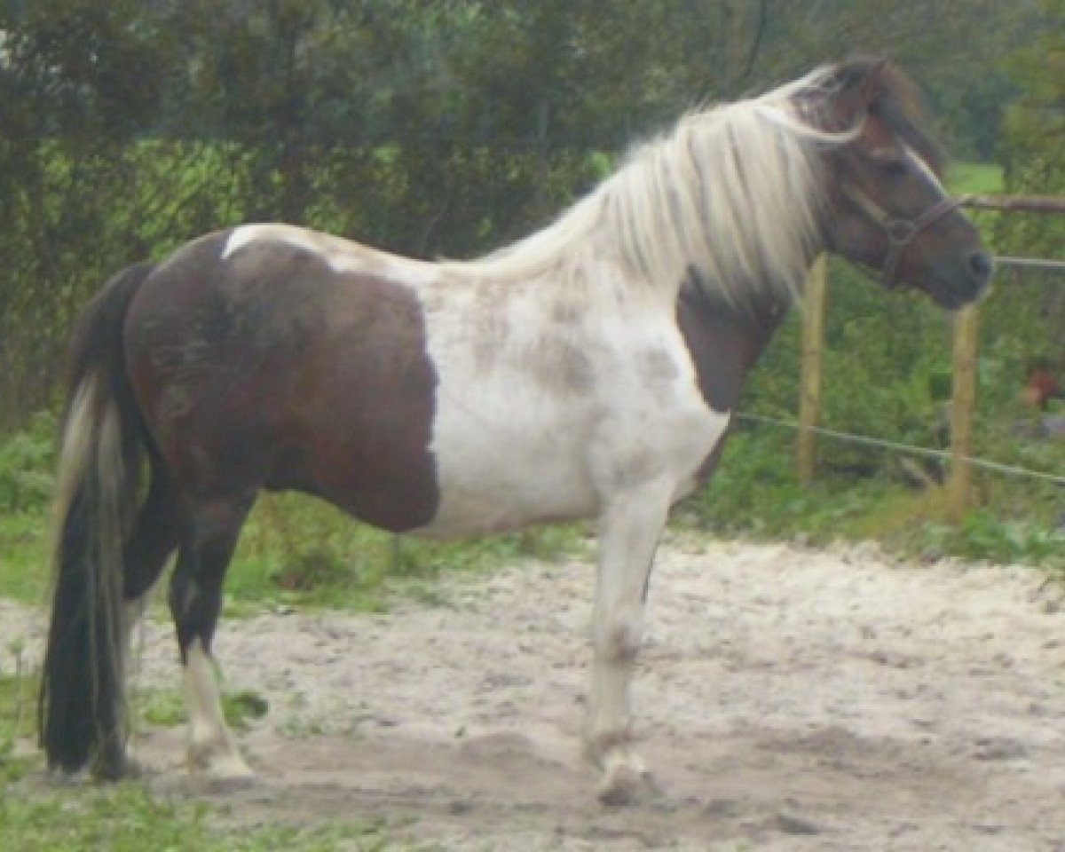 stallion Gandor (Lewitzer, 1992, from Granat B 468)