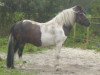 stallion Gandor (Lewitzer, 1992, from Granat B 468)