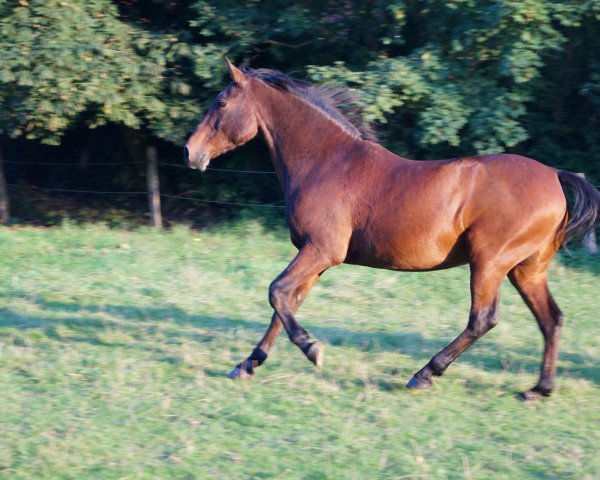 dressage horse Osado (Andalusier, 1996)