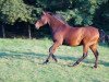 dressage horse Osado (Andalusier, 1996)