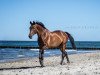 dressage horse Perezvon (Ukrainians, 2000, from Long Deal)