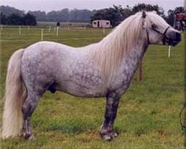 Deckhengst Waulkmill McLintock (Shetland Pony,  , von Leo of Wilverley)