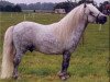 Deckhengst Waulkmill McLintock (Shetland Pony,  , von Leo of Wilverley)