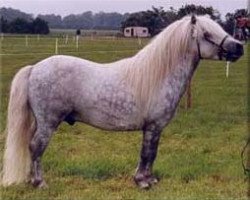 stallion Waulkmill McLintock (Shetland Pony,  , from Leo of Wilverley)