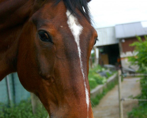 jumper Adesco 2 (Hanoverian, 1997, from Allround)