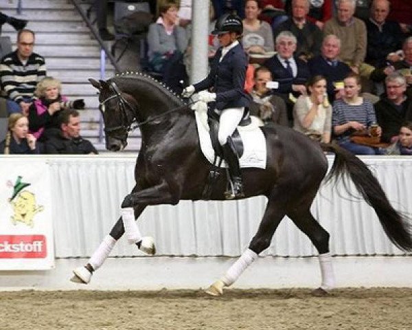 dressage horse Livaldon (Hanoverian, 2010, from Vivaldi)