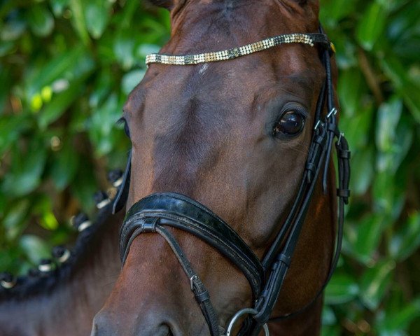 dressage horse La Florynata (Rhinelander, 2010, from Lord Loxley I)