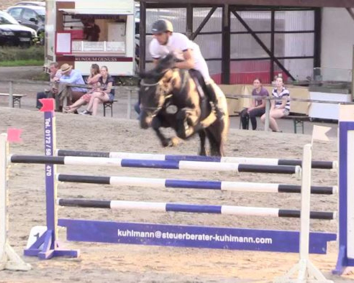 broodmare Cayenne 206 (KWPN (Royal Dutch Sporthorse), 2007, from Indoctro)