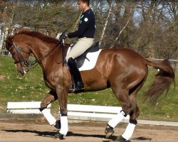 dressage horse Fabrice (Oldenburg, 2004, from Florencio I)