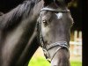 dressage horse Faktors Midnight Shaddow (Latvian Warmblood, 2007, from Faktors)