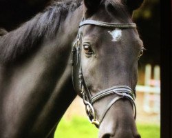 dressage horse Faktors Midnight Shaddow (Latvian Warmblood, 2007, from Faktors)