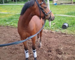 Pferd Hogelands Yara (Nederlands Welsh Ridepony, 2012, von Hogeland's Nandor)