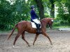 Dressurpferd Special Fighter (Trakehner, 2008, von Special Memories)