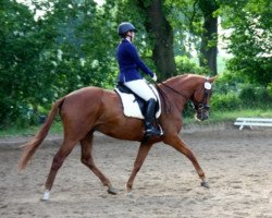 dressage horse Special Fighter (Trakehner, 2008, from Special Memories)