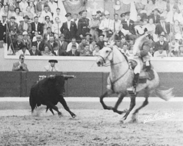 stallion Guizo (Lusitano, 1947, from Gilbardeiro)