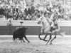 stallion Guizo (Lusitano, 1947, from Gilbardeiro)