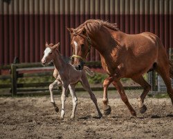 broodmare Dollywood HR (German Riding Pony, 2016, from Dimension AT NRW)