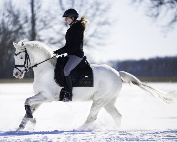 Dressurpferd Findus 186 (Deutsches Reitpony, 2015, von Falsario de Color)