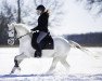 dressage horse Findus 186 (German Riding Pony, 2015, from Falsario de Color)