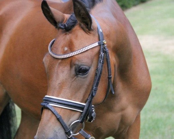 broodmare Ready to Dance (German Riding Pony, 2009, from The Braes My Mobility)