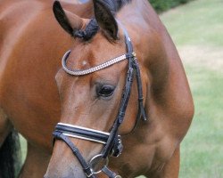 Zuchtstute Ready to Dance (Deutsches Reitpony, 2009, von The Braes My Mobility)