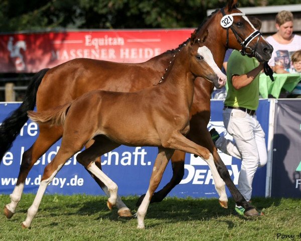 dressage horse Dornröschen HJ (German Riding Pony, 2015, from Cosmopolitan NRW)