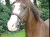 broodmare Daysi (German Riding Pony, 1999, from Durello)