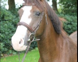 broodmare Daysi (German Riding Pony, 1999, from Durello)