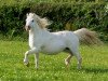 Zuchtstute Eden Wilow (Welsh Mountain Pony (Sek.A), 1987, von Hisland Hyderus)